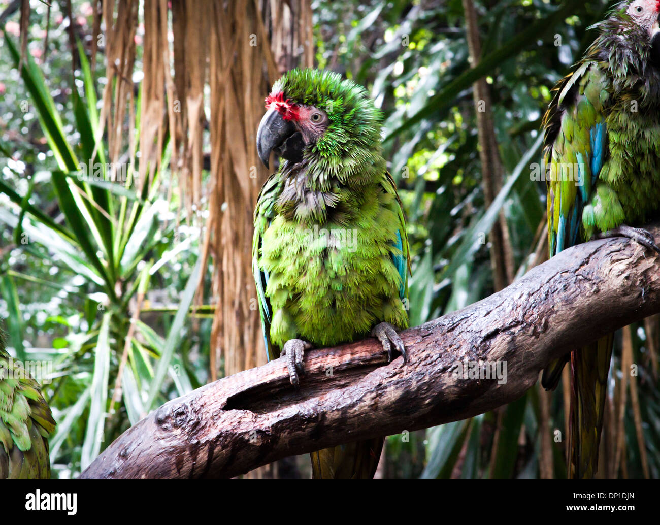 Un perroquet eclectus roratus humide. Guadalajara, Jalisco. Le Mexique Banque D'Images