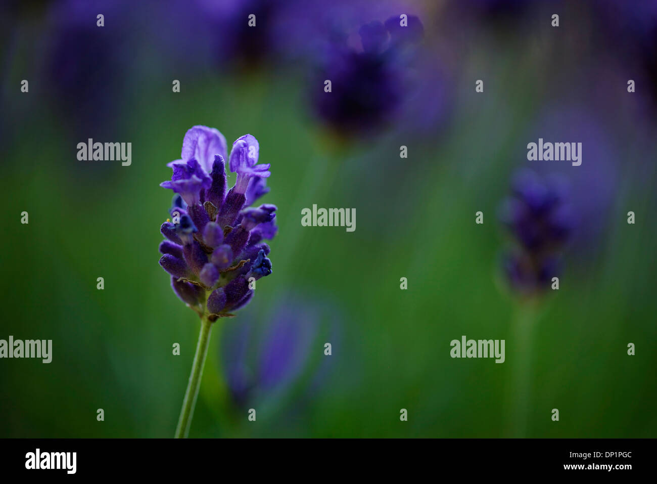 Un gros plan de fleurs de lavande. Banque D'Images