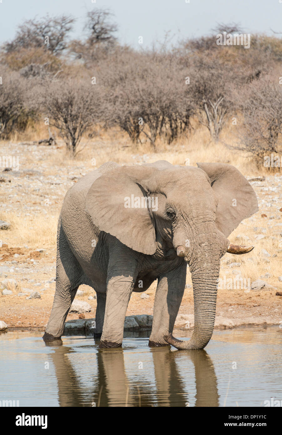 Bush africain Elephant (Loxodonta africana) boire à Koinachas Waterhole, Etosha National Park, Namibie Banque D'Images
