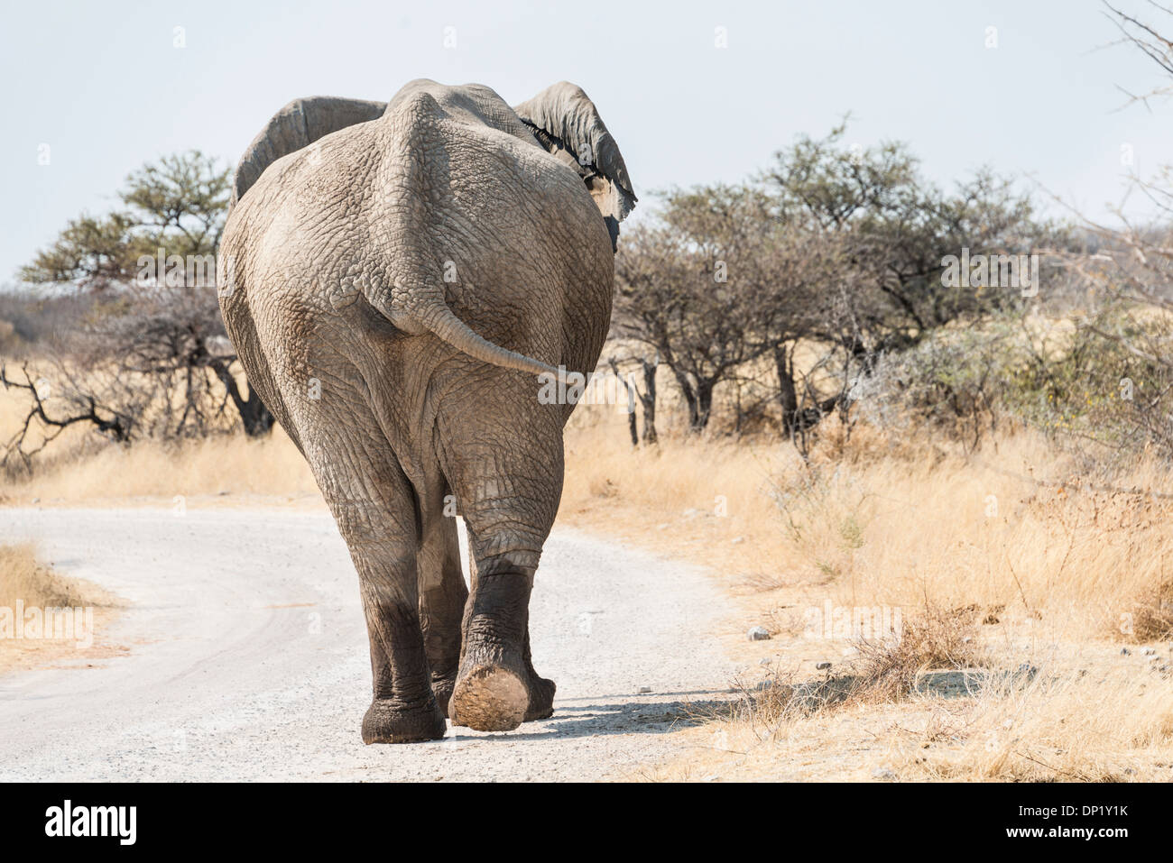 Bush africain Elephant (Loxodonta africana), par derrière, la marche avec les pieds mouillés le long d'une route, Etosha National Park, Namibie Banque D'Images