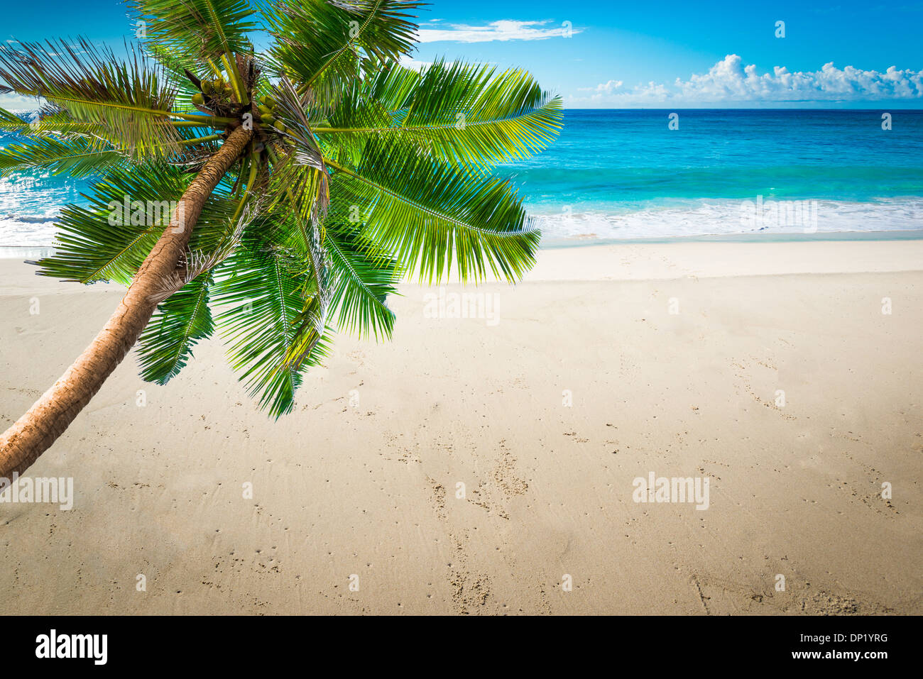Plage tropicale avec des feuilles de palmier Banque D'Images