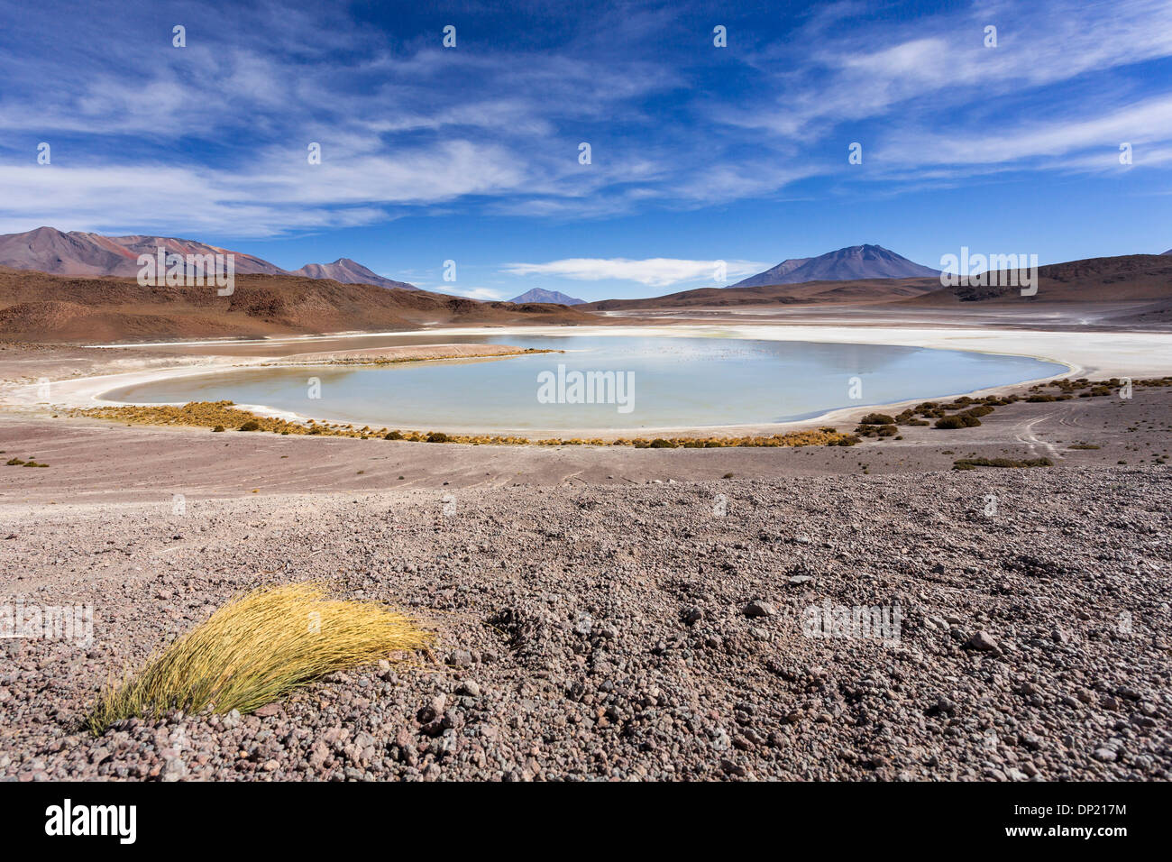 Le lac Laguna Honda, Département de Potosí, Altiplano, plateau Andin, Andes, Bolivie Banque D'Images