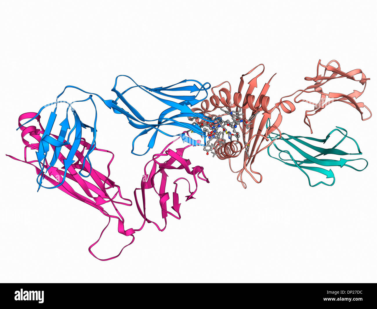 T cell receptor B7 molecule Banque D'Images