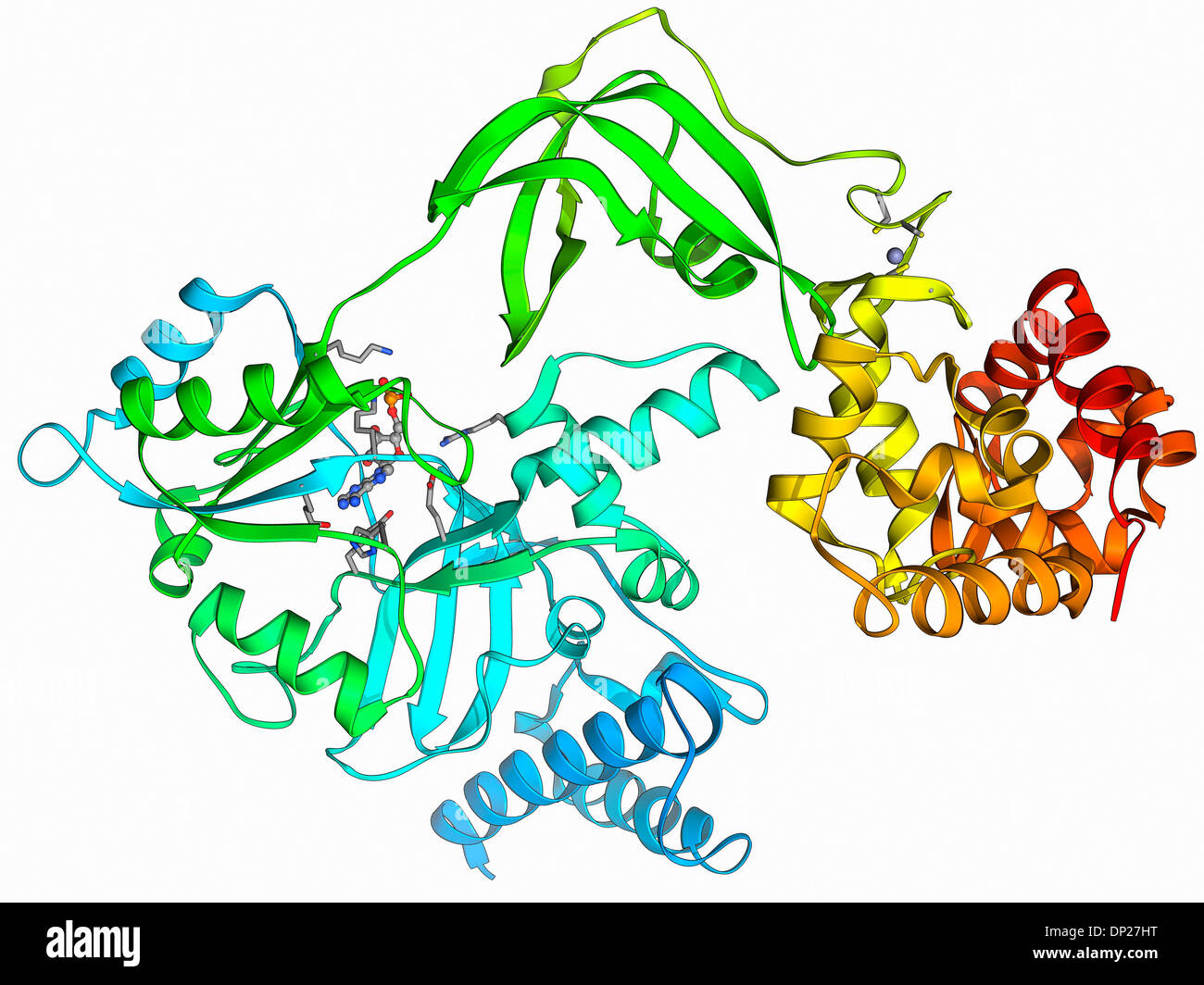 NAD-dépendante molécule ADN ligase Banque D'Images