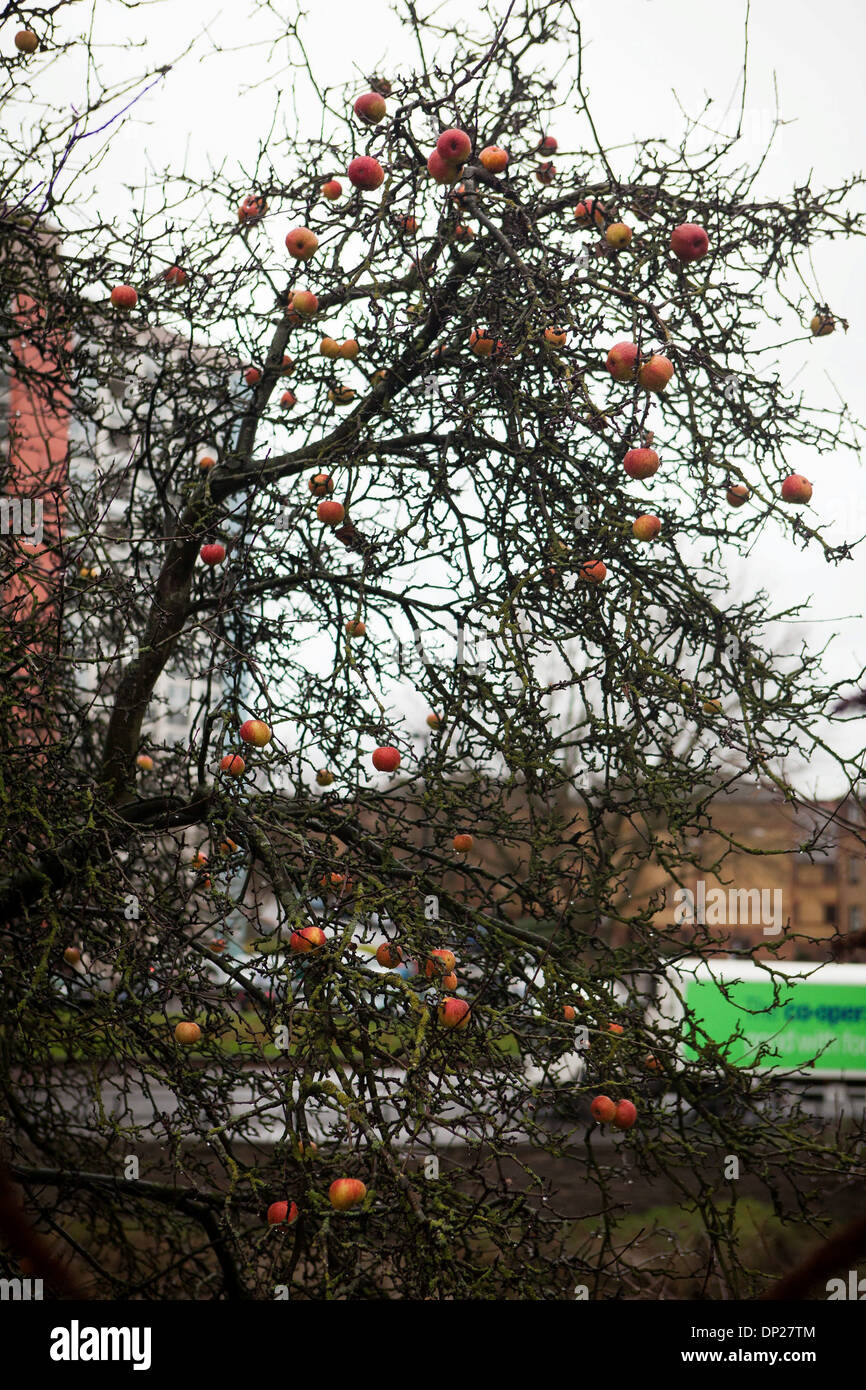 Un pommier dans la région de Bristol, ce qui est encore la fructification dans le milieu de l'hiver. Banque D'Images