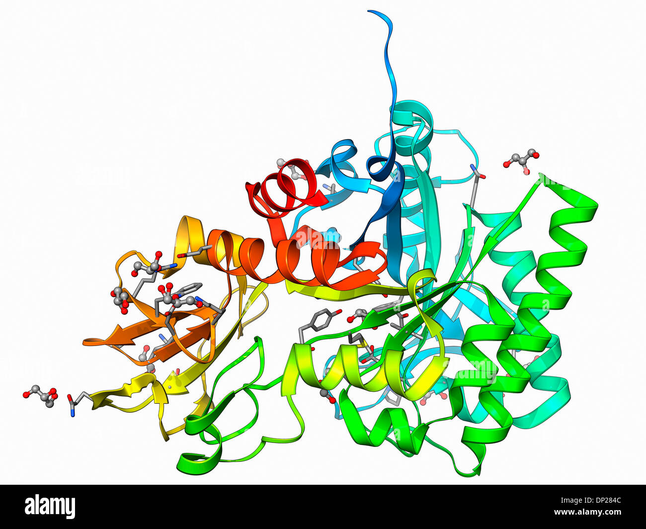 Molécule d'enzyme chitinase Banque D'Images