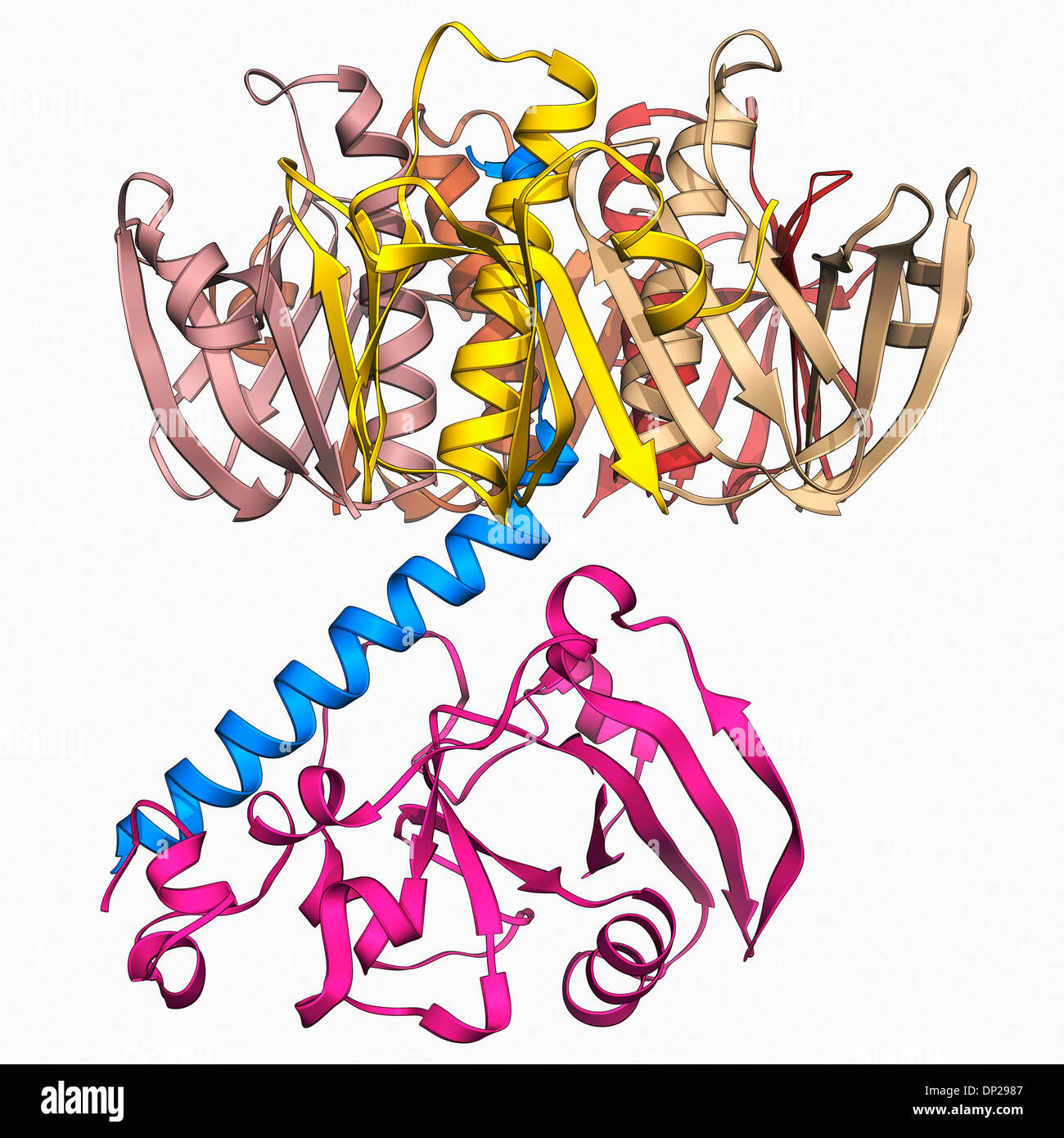 L'Escherichia coli entérotoxine thermolabile Banque D'Images