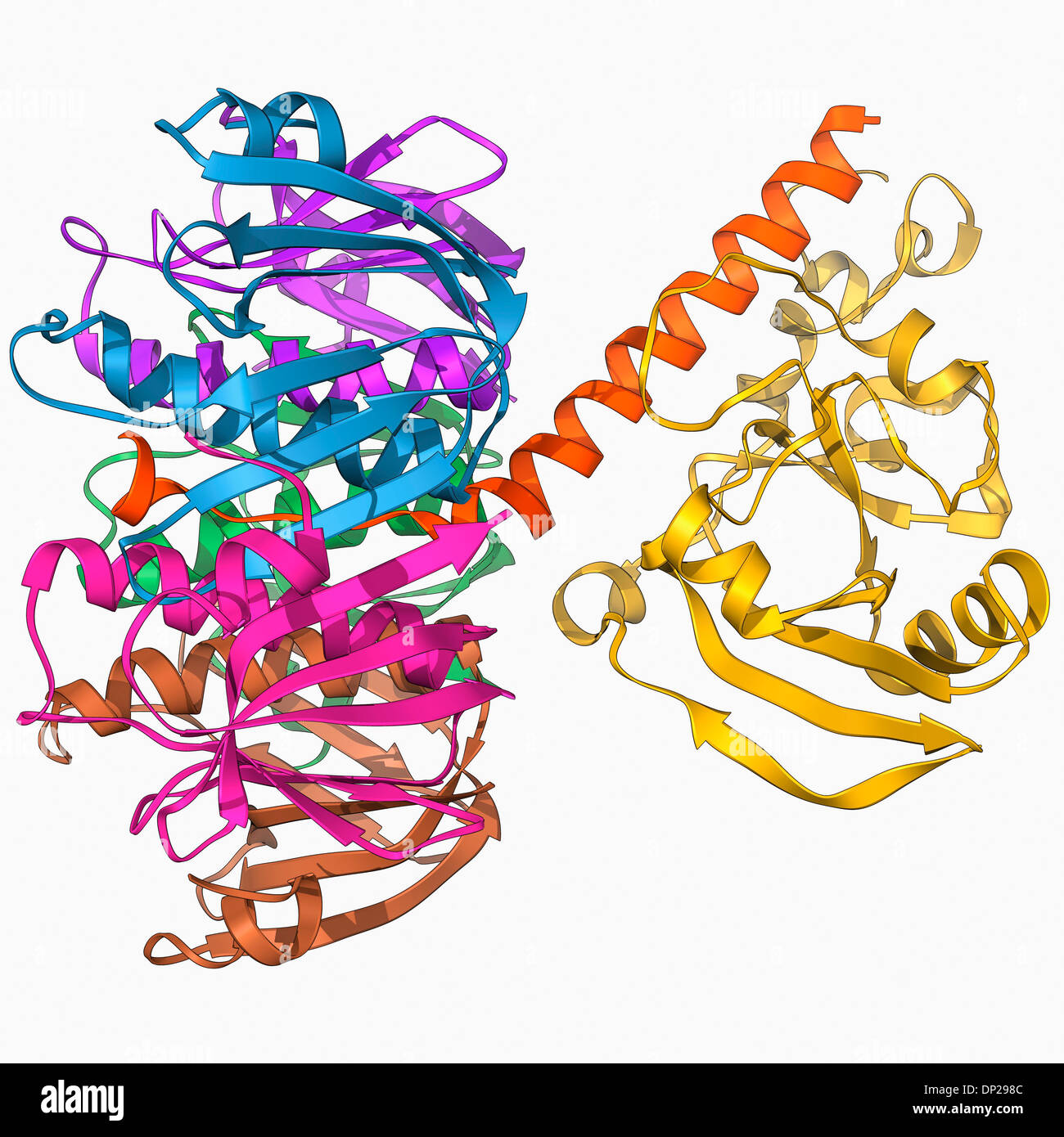 L'Escherichia coli entérotoxine thermolabile Banque D'Images