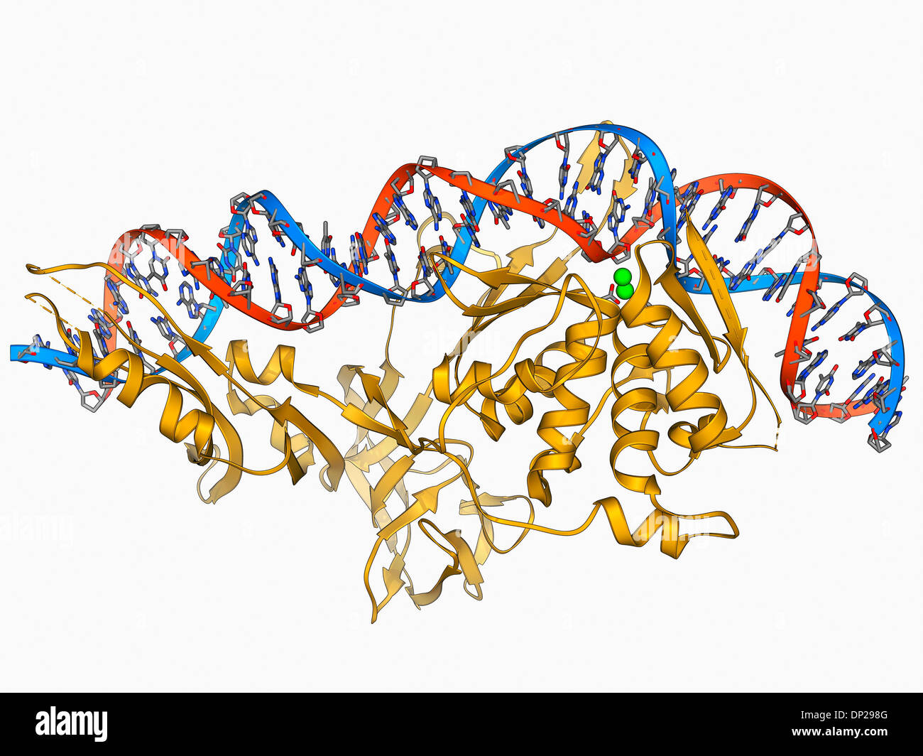 Endonucléase et l'ADN, le modèle moléculaire Banque D'Images
