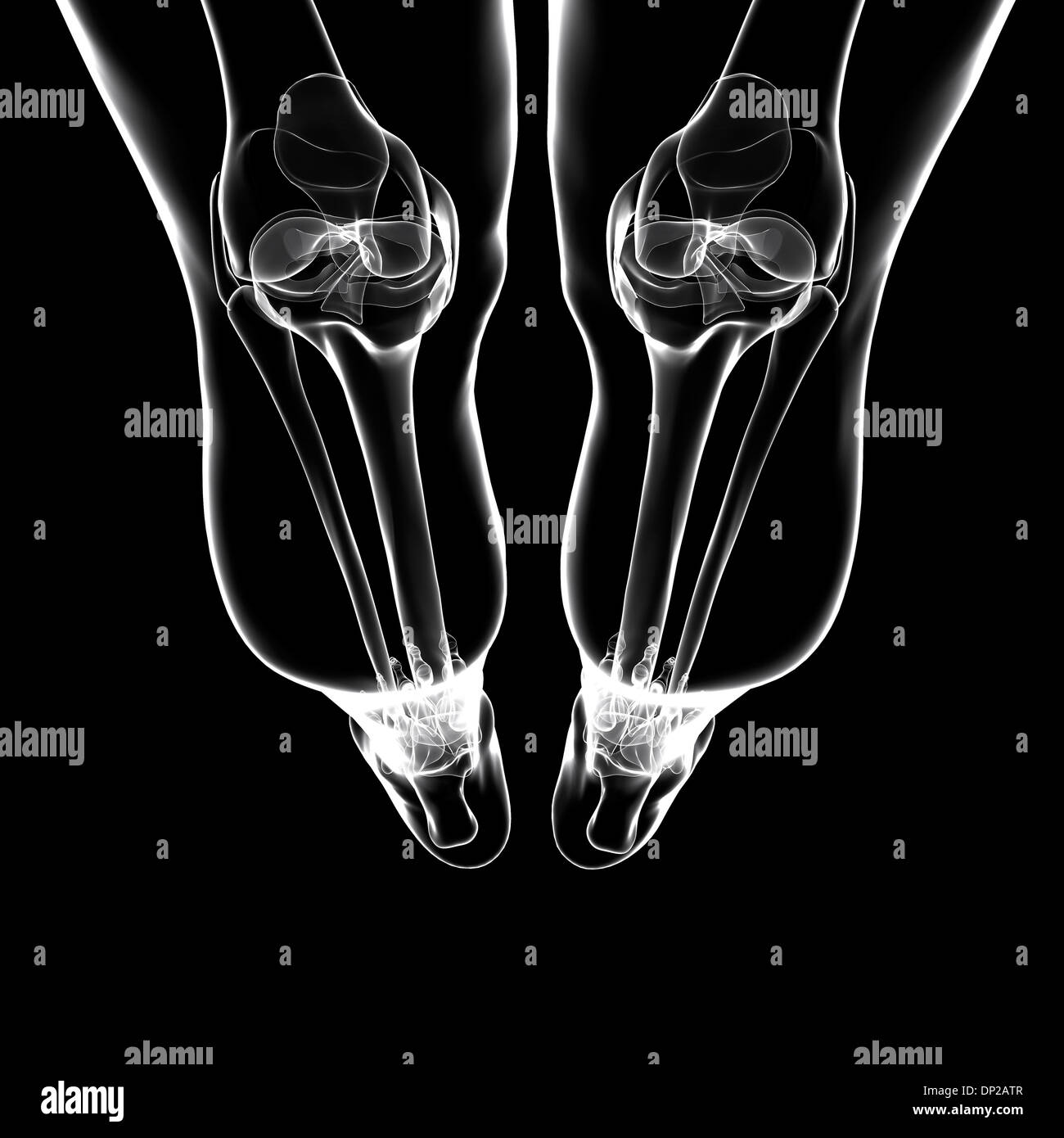 Les os des jambes humaines, artwork Banque D'Images