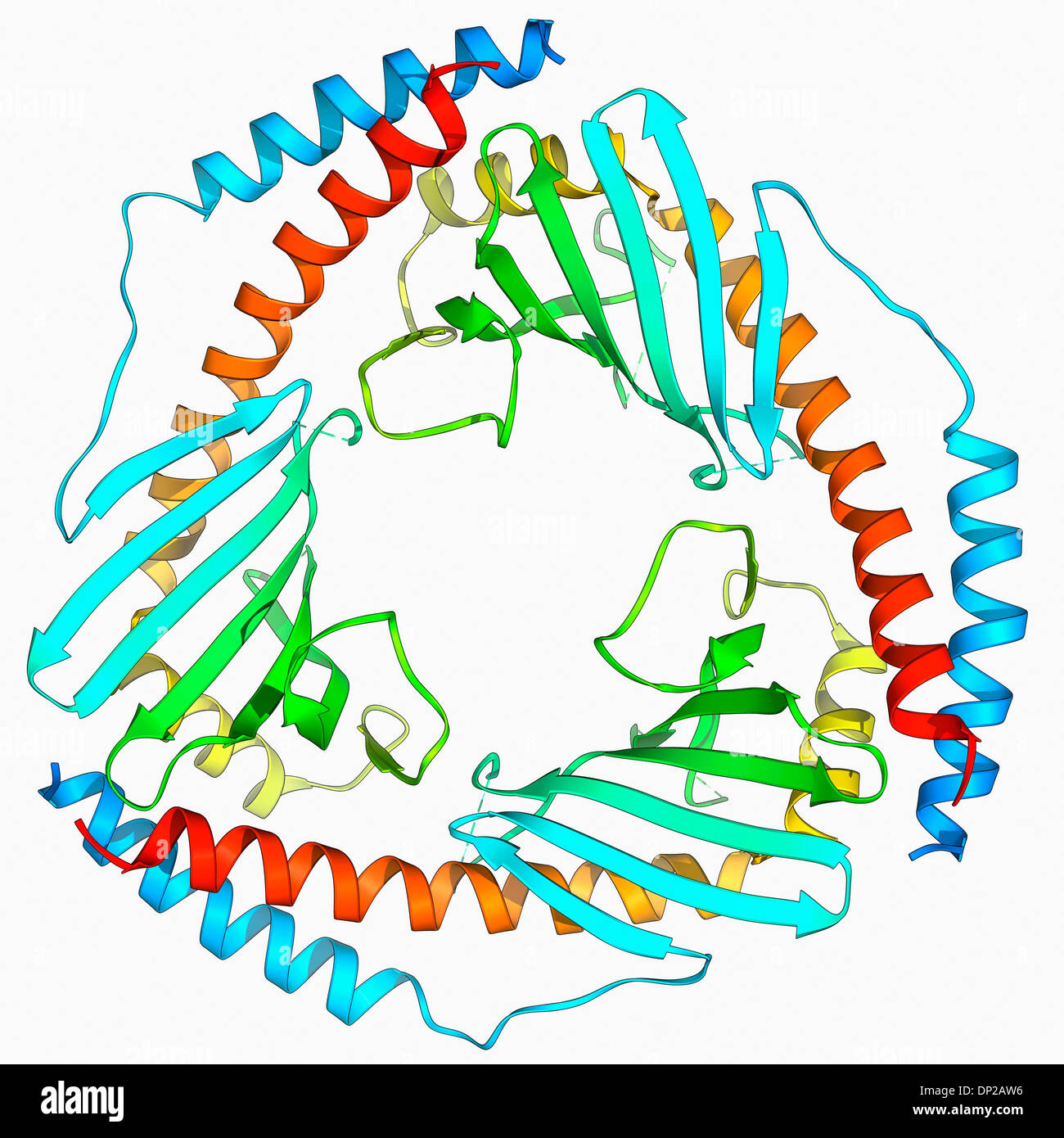 P32 de la protéine de la matrice mitochondriale Banque D'Images