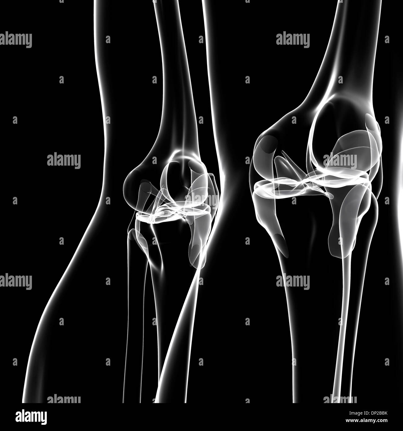 Les os des jambes humaines, artwork Banque D'Images