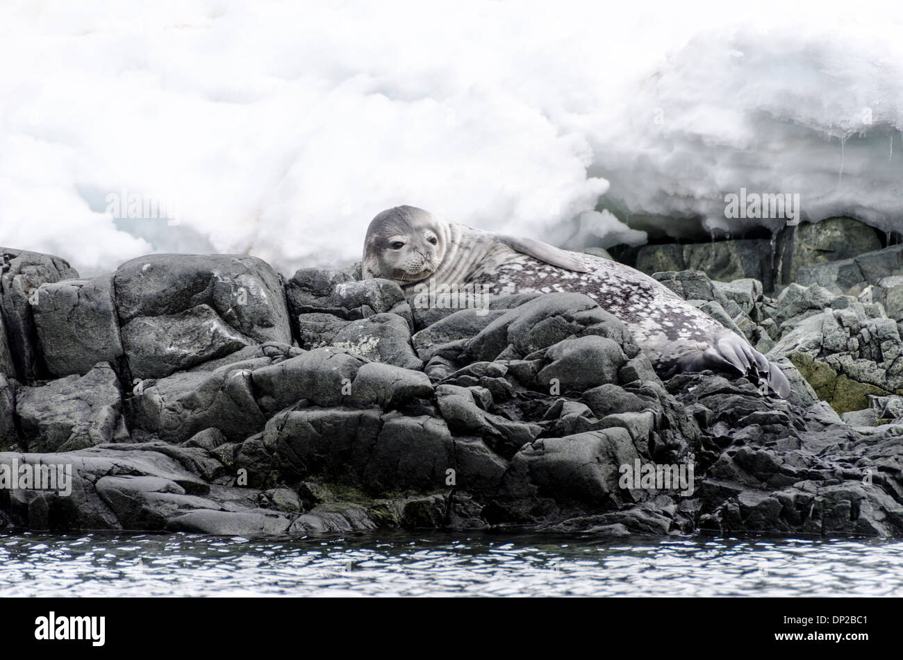 Portrait de phoque de Weddell Hydrurga Rocks Péninsule Antarctique | HYDRURGA ROCKS, Antarctique — Un phoque de Weddell (Leptonychotes weddellii) repose sur des rochers de granit à Hydrurga Rocks, au large de l'île Two Hummock dans l'archipel Palmer. Son pelage tacheté et rayé le marque comme un animal mature ; les phoques de Weddell grattent des trous de respiration dans la banquise avec leurs dents, ce qui raccourcit leur durée de vie active dans la nature. Banque D'Images