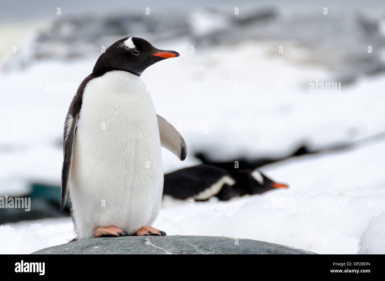 Hydrurga ROCKS, Antarctique — Un manchot Gentoo (Pygoscelis papua) se dresse avec vigilance sur une roche grise lisse à Hydrurga Rocks près de Two Hummock Island dans la péninsule Antarctique. En arrière-plan, d'autres manchots peuvent être vus se reposer sur la glace, mettant en valeur le terrain diversifié que ces oiseaux adaptables utilisent dans leur habitat antarctique. Banque D'Images