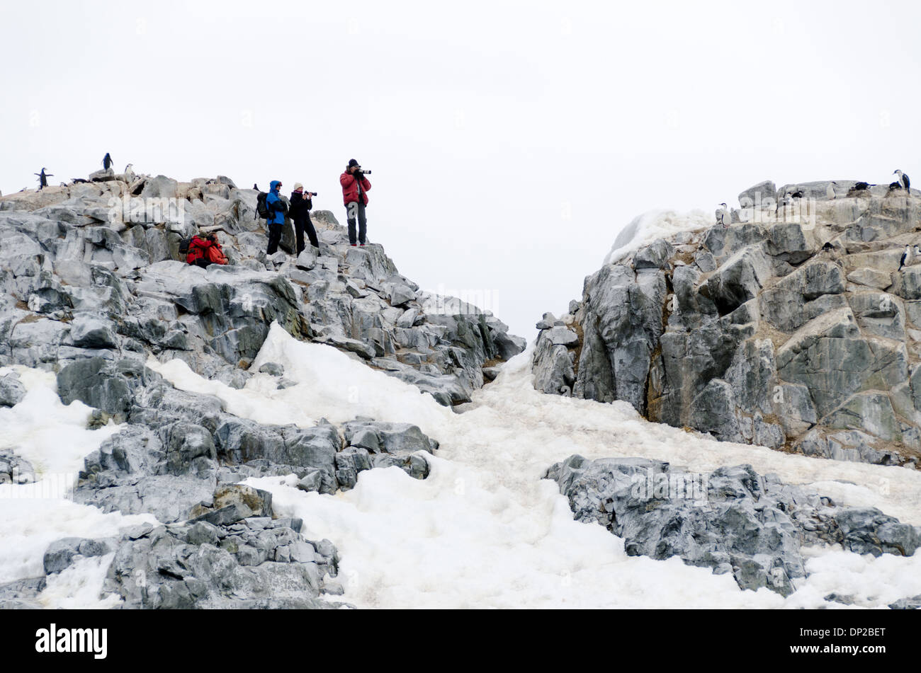 Shags nichant deux îles Hummock en Antarctique // DEUX ÎLES HUMMOCK, Antarctique — les photographes animaliers, équipés de téléobjectifs, observent attentivement et photographient les Shags nichant sur les affleurements rocheux de deux îles Hummock, au large de la côte ouest de la péninsule Antarctique. Cette scène capture l'équilibre délicat entre l'observation de la faune et la conservation dans l'un des environnements les plus vierges du monde. Banque D'Images