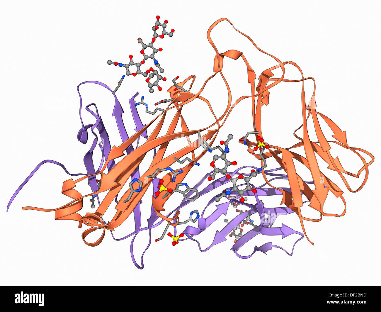 Récepteur des lymphocytes T, le modèle moléculaire Banque D'Images