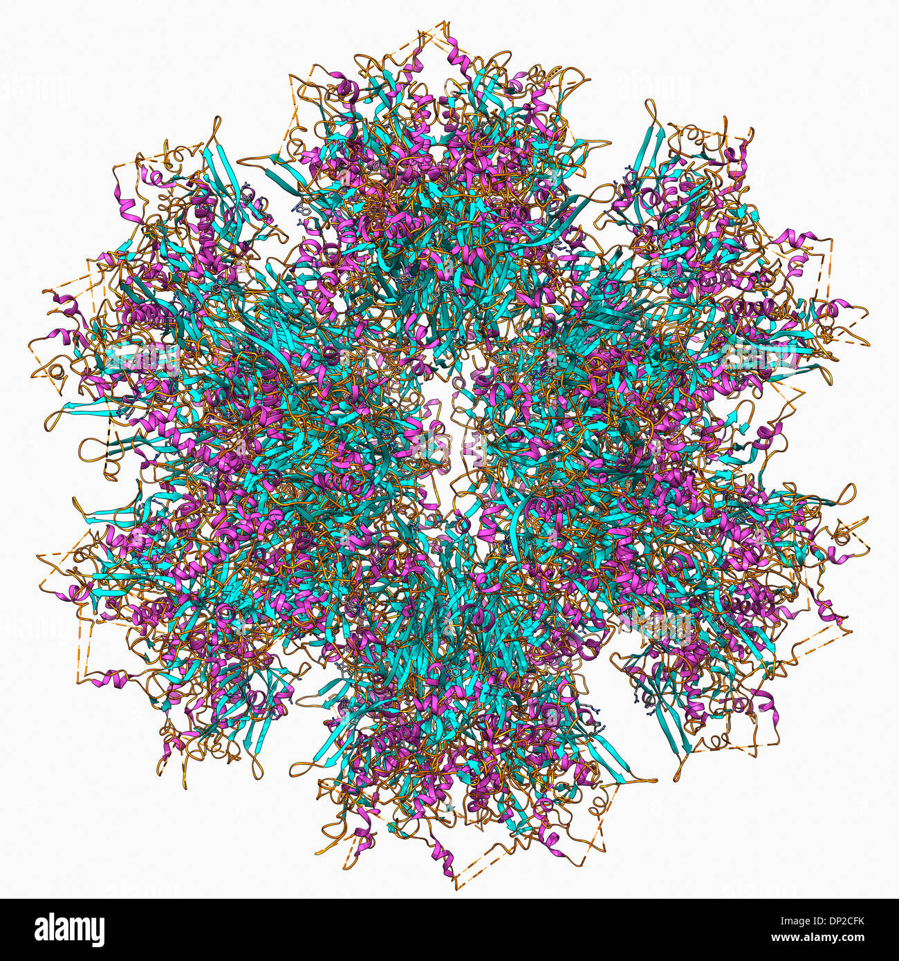 La protéine de base penton adénovirus Banque D'Images