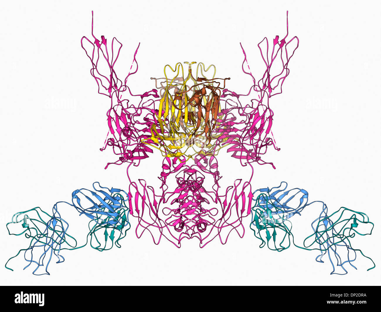 Molécule de récepteur d'insuline Banque D'Images