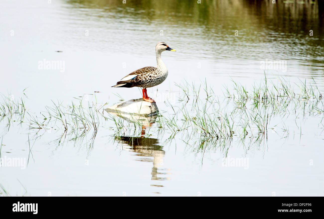 Spot-Bill article du canard sur la pierre au milieu du lac à Chennai, Tamil Nadu, Inde du Sud Banque D'Images