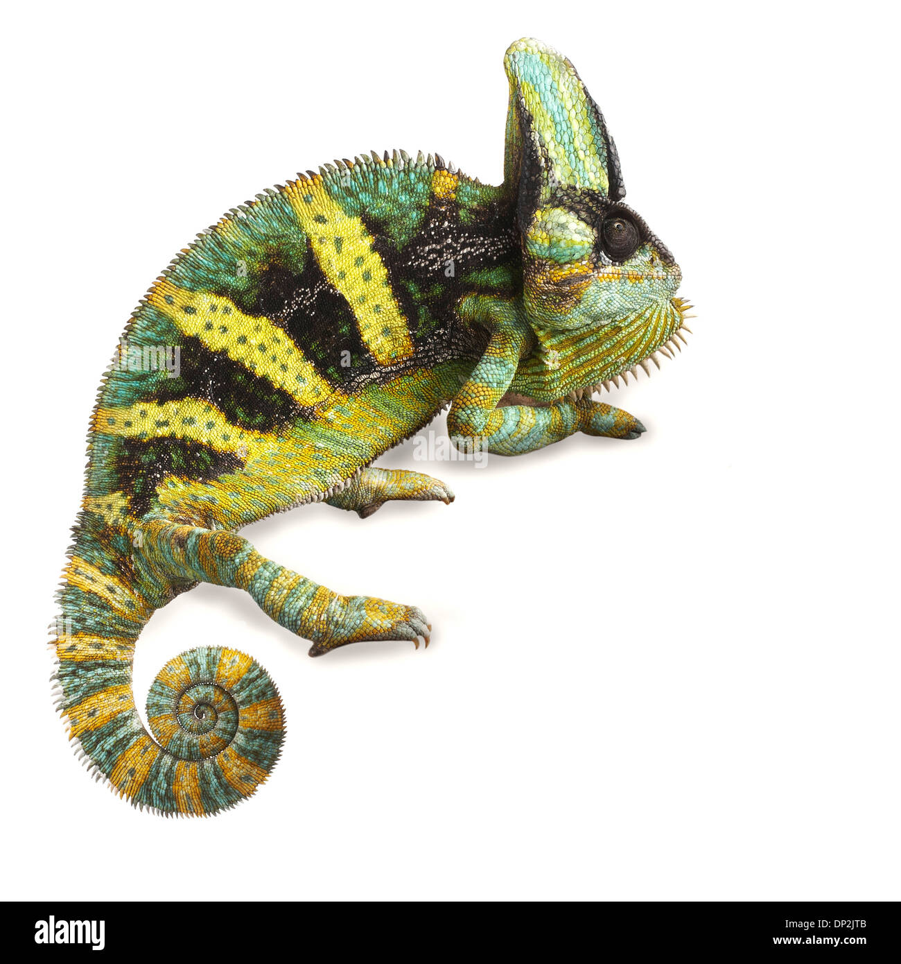 Veiled chameleon Banque D'Images