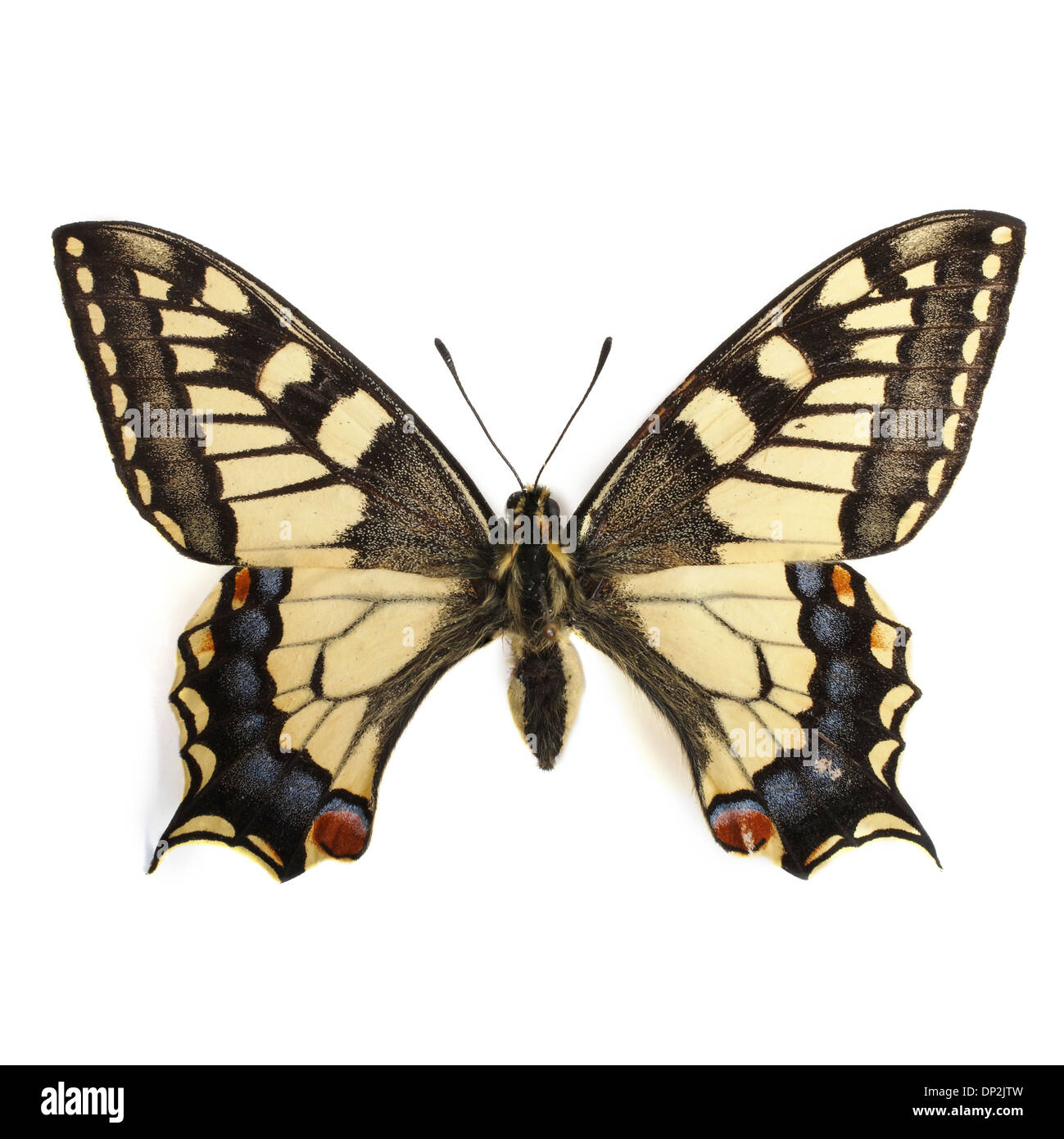 Swallowtail butterfly Banque D'Images