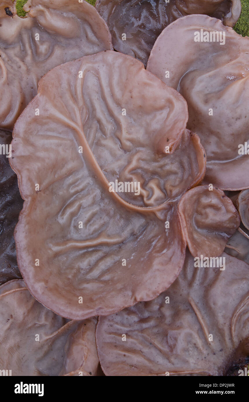 L'oreille de juif fructifications charnues champignon des côtes en dessous  comme lobes externes veines pinna pinnae Photo Stock - Alamy