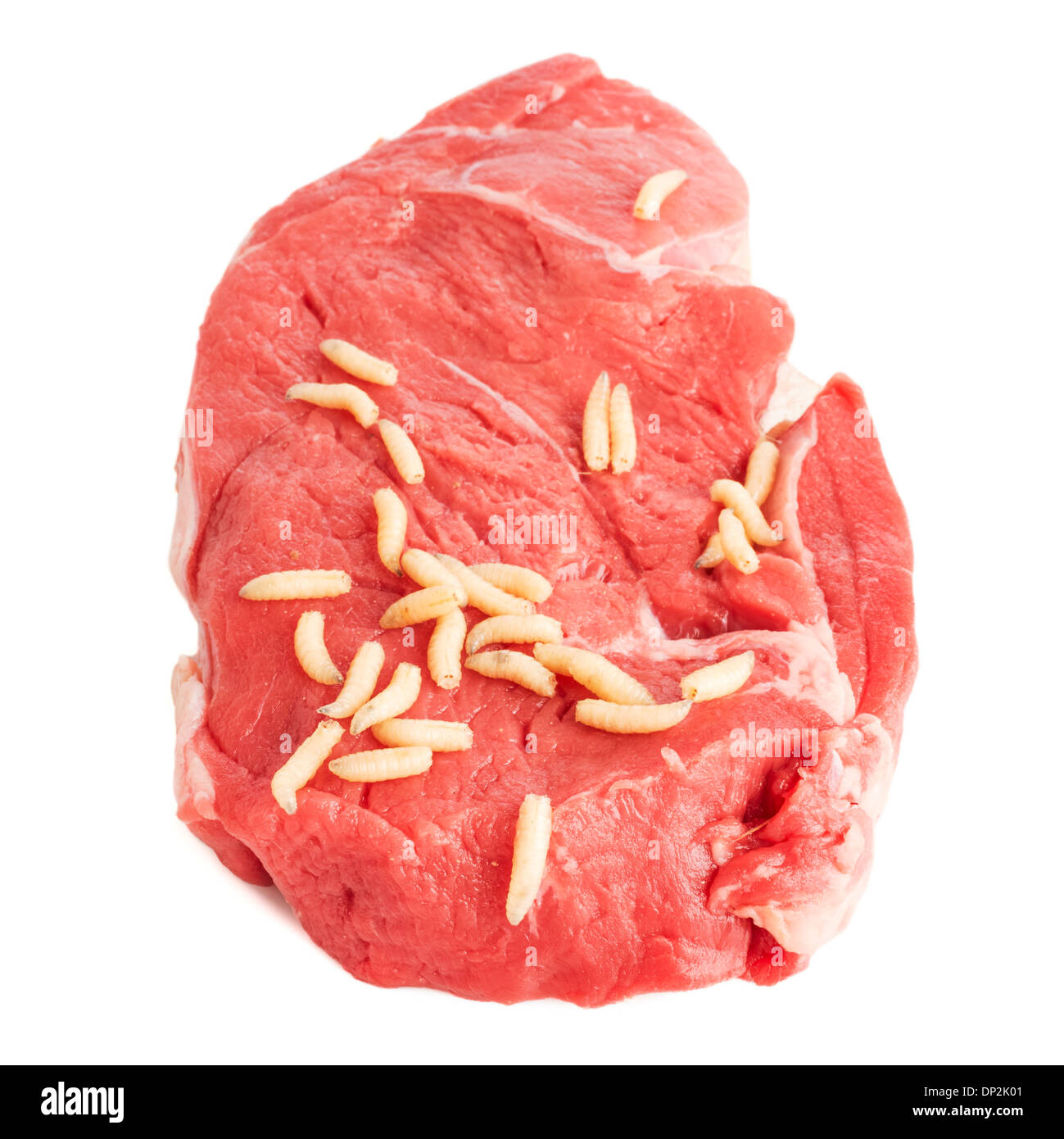 Asticots sur la viande Banque D'Images