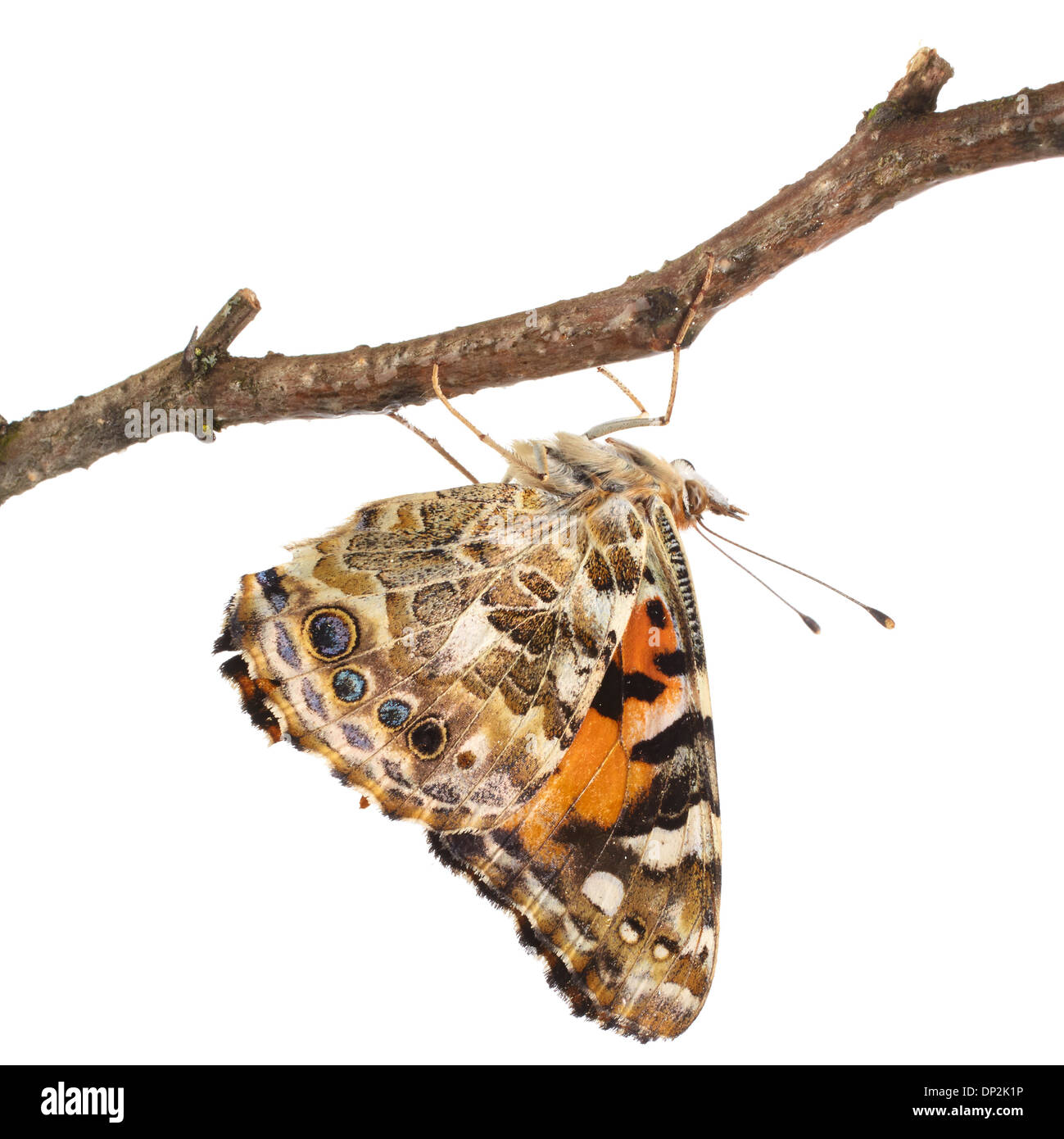 Papillon belle dame Banque D'Images