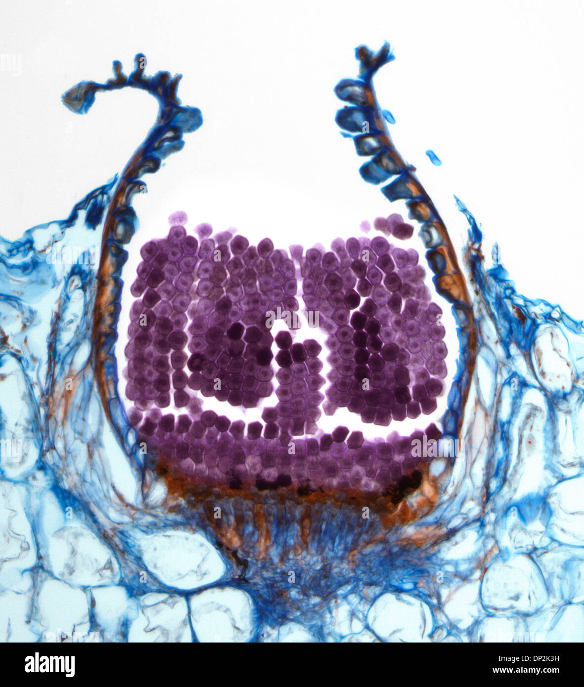 Des spores de la rouille, de la lumière microphotographie Banque D'Images