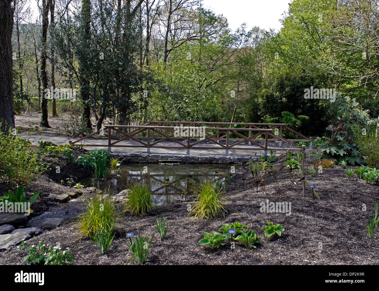 Tourbière nouvellement plantés AU JARDIN RHS ROSEMOOR. DEVON UK. Banque D'Images