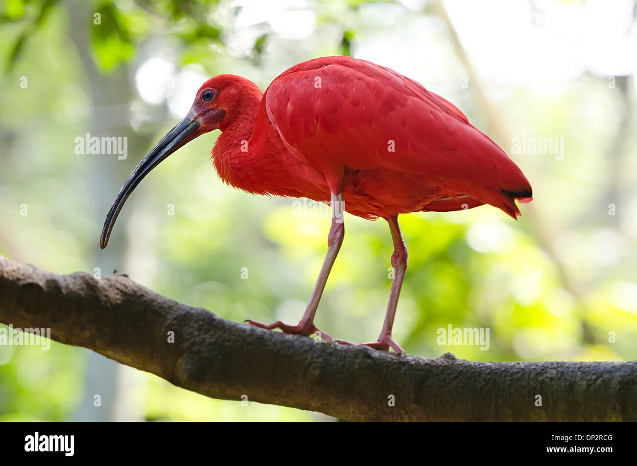 Écarlate ibis Banque D'Images