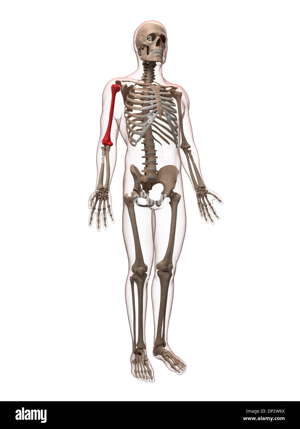 L'os du bras supérieur, artwork Banque D'Images