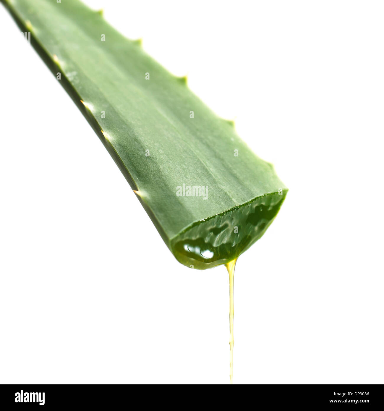 Couper la feuille d'Aloe vera Banque D'Images