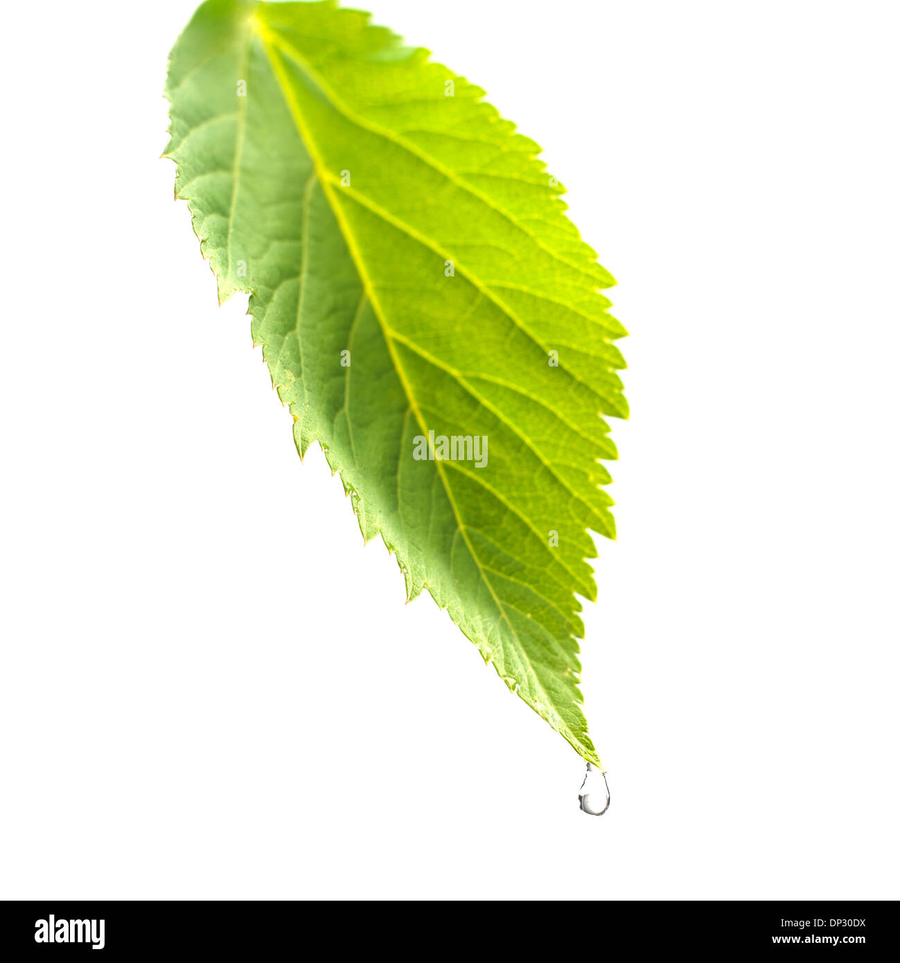 Goutte d'eau on leaf Banque D'Images