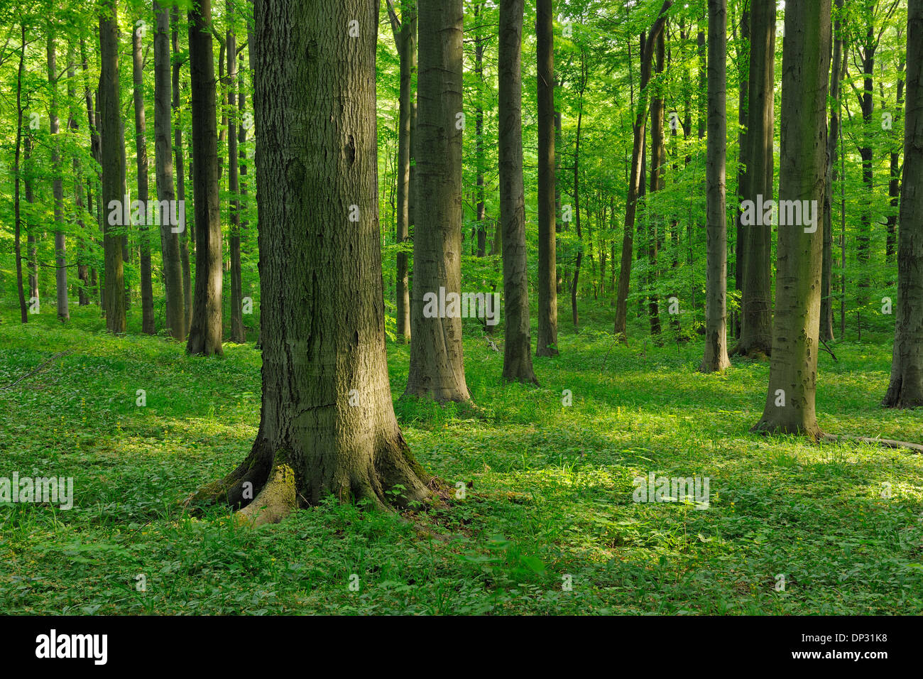 Hêtre européen (Fagus sylvatica) Forest in Spring, Parc national du Hainich, Thuringe, Allemagne Banque D'Images