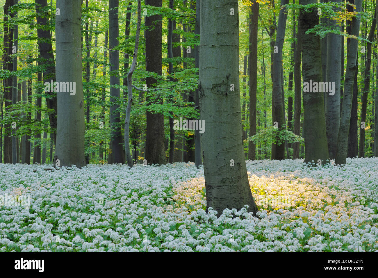 Ramsons (Allium ursinum) en hêtre européen (Fagus sylvatica) Forest in Spring, Parc national du Hainich, Thuringe, Allemagne Banque D'Images