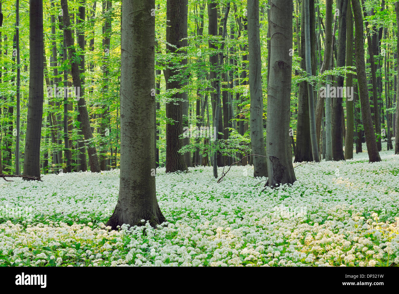 Ramsons (Allium ursinum) en hêtre européen (Fagus sylvatica) Forest in Spring, Parc national du Hainich, Thuringe, Allemagne Banque D'Images