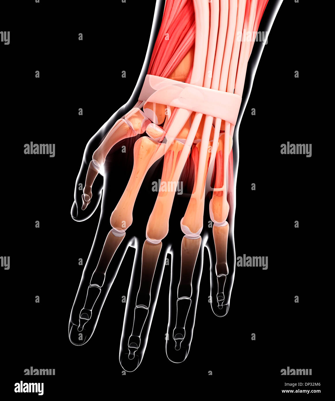 La main de l'Anatomy, artwork Banque D'Images