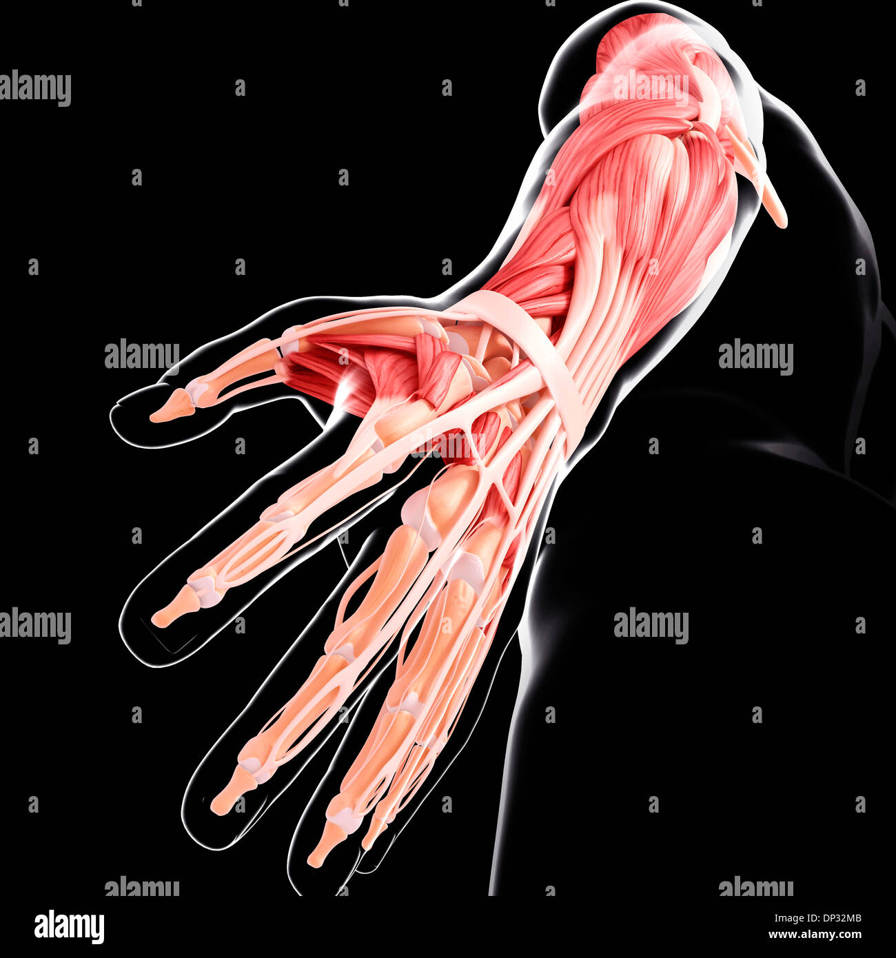 Human Anatomy, artwork Banque D'Images