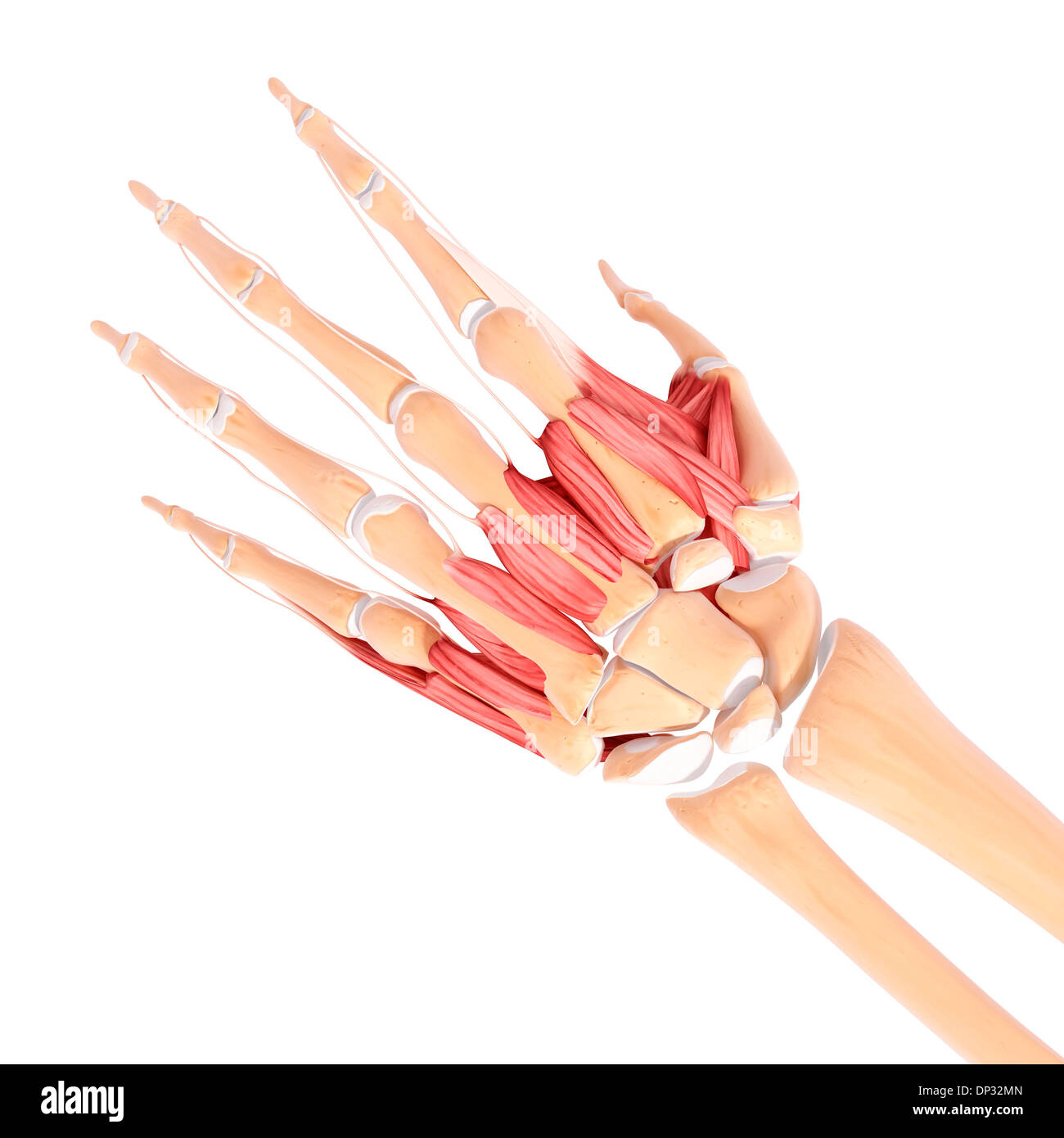 La main de l'Anatomy, artwork Banque D'Images