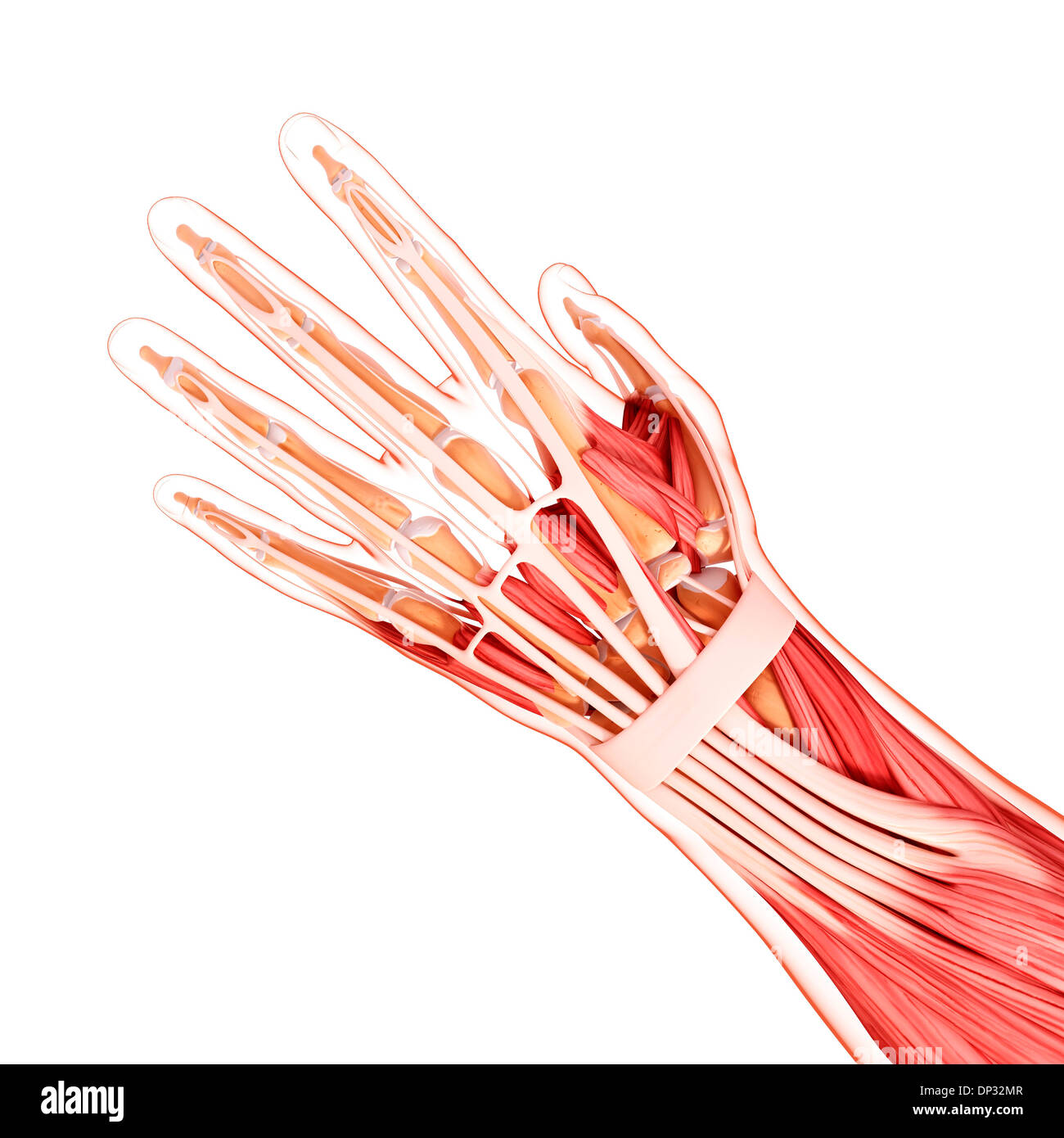 La main de l'Anatomy, artwork Banque D'Images