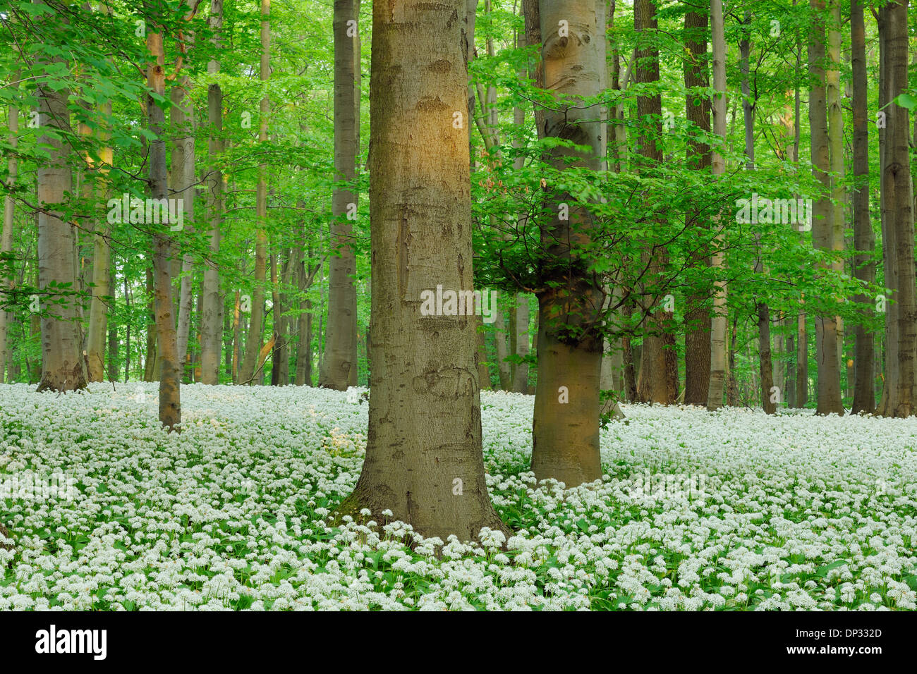Ramsons (Allium ursinum) en hêtre européen (Fagus sylvatica) Forest in Spring, Parc national du Hainich, Thuringe, Allemagne Banque D'Images