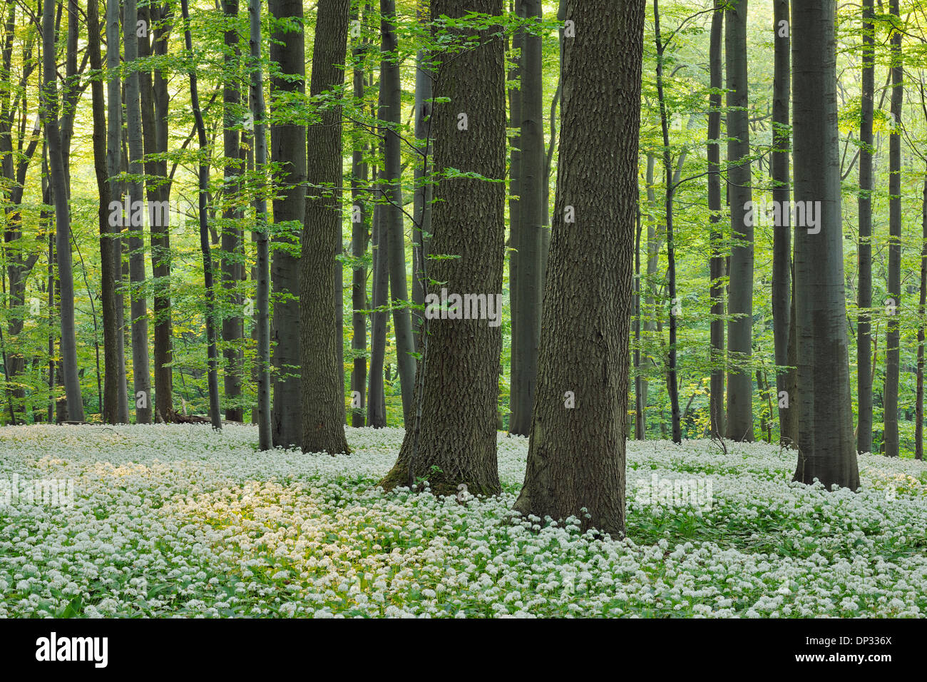 Ramsons (Allium ursinum) en hêtre européen (Fagus sylvatica) Forest in Spring, Parc national du Hainich, Thuringe, Allemagne Banque D'Images