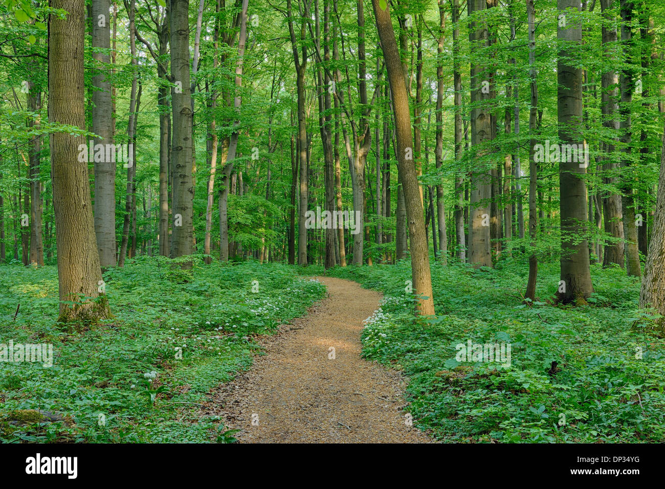 Sentier à travers hêtre européen (Fagus sylvatica) Forest in Spring, Parc national du Hainich, Thuringe, Allemagne Banque D'Images
