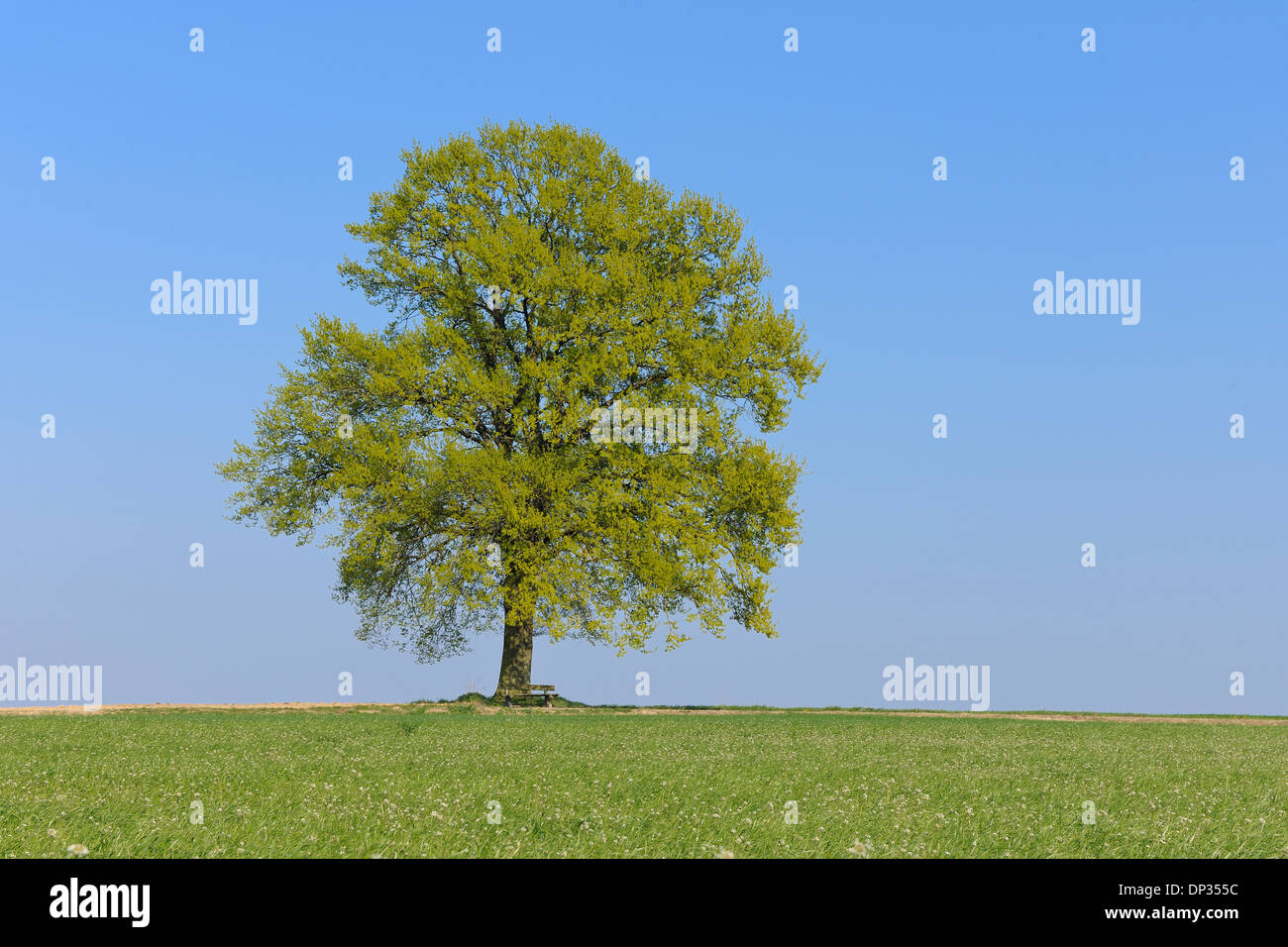 Chêne (Quercus) dans le pré au printemps, Bavière, Allemagne Banque D'Images