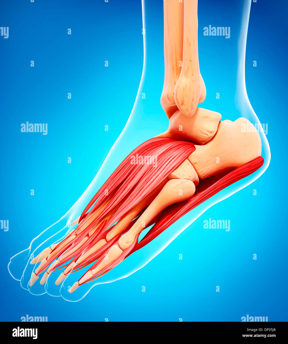 Human foot anatomy, artwork Banque D'Images