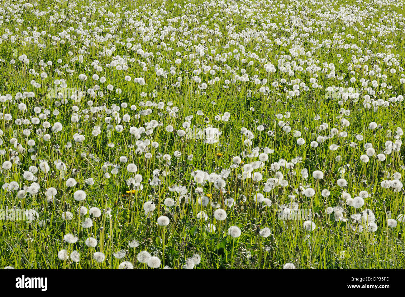 Le pissenlit (Taraxacum officinale) Horloges en prairie, Suisse Banque D'Images