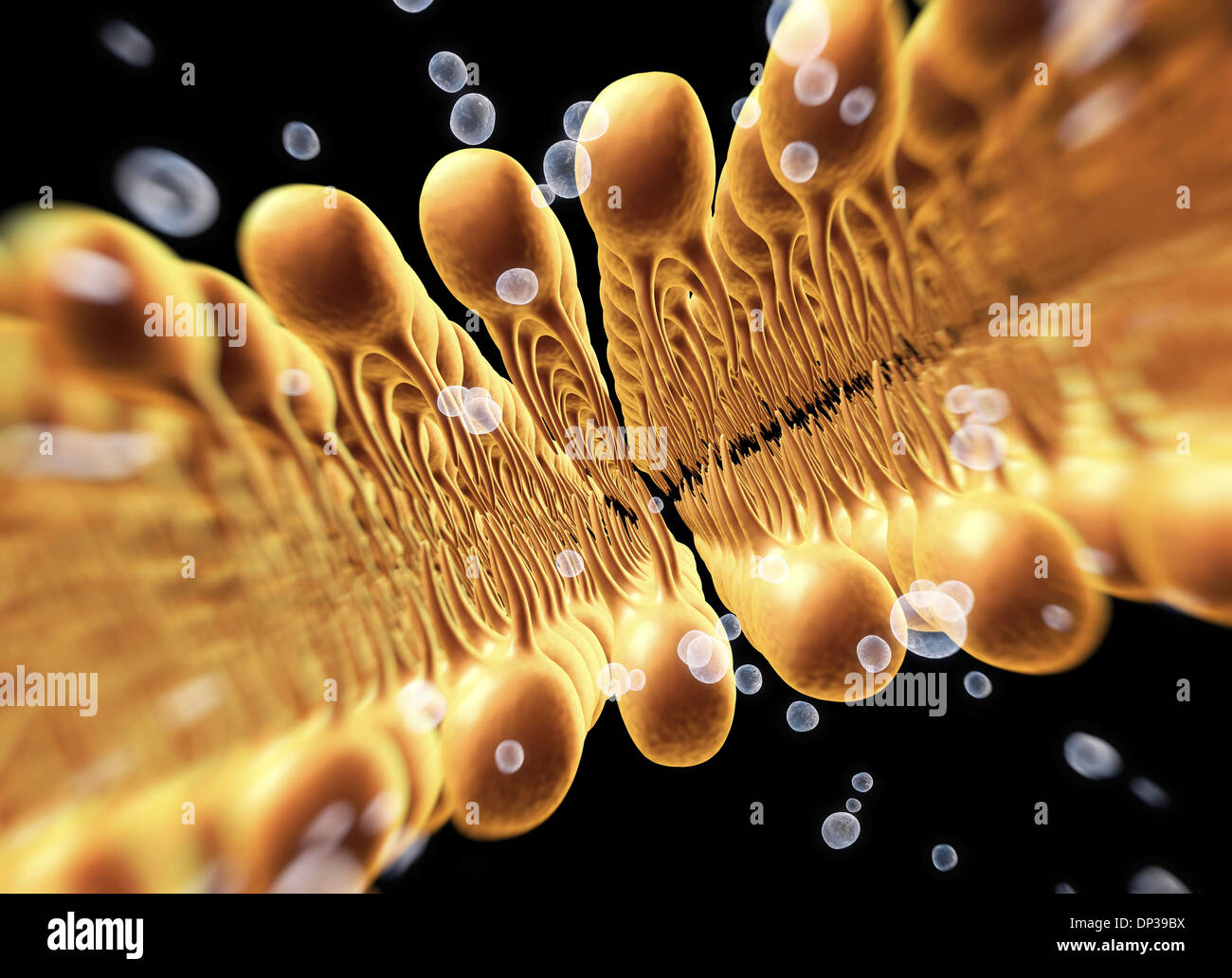 Membrane cellulaire double couche lipidique, artwork Banque D'Images