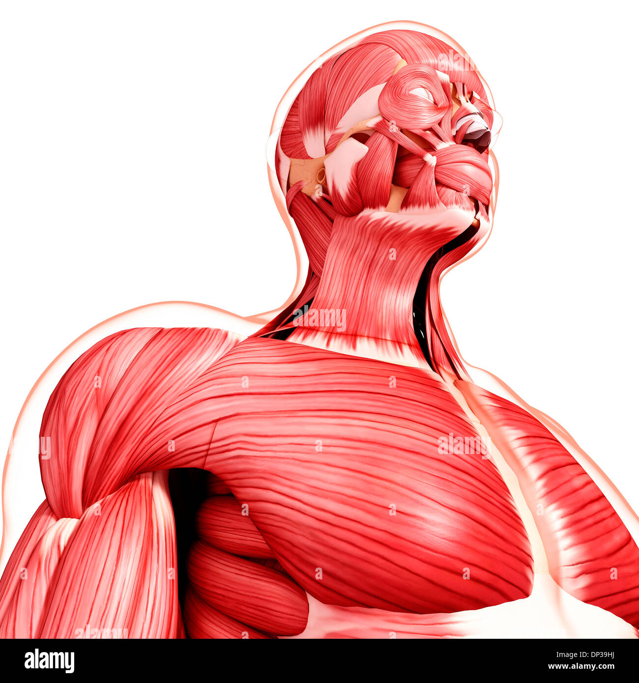 Les droits de l'Anatomy, artwork Banque D'Images