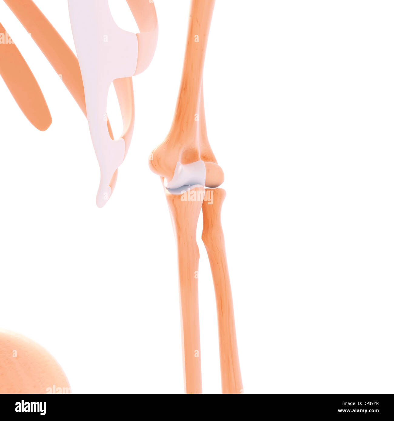 Les droits de l'os du bras, artwork Banque D'Images